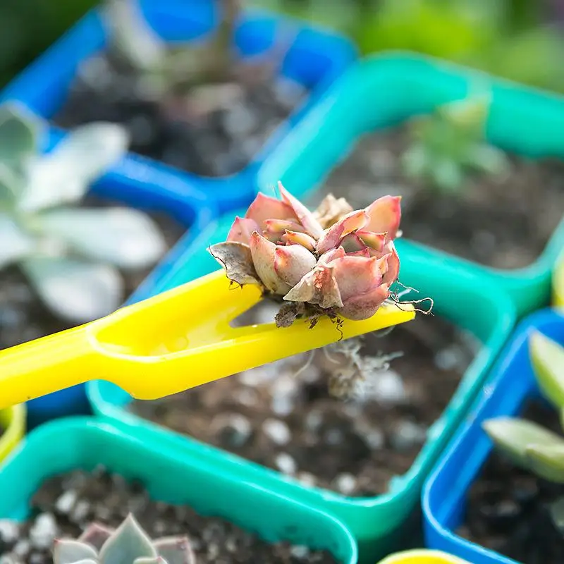 1/10Pcs Sowing Succulents Tran - đánh giá và giá Succulent Set