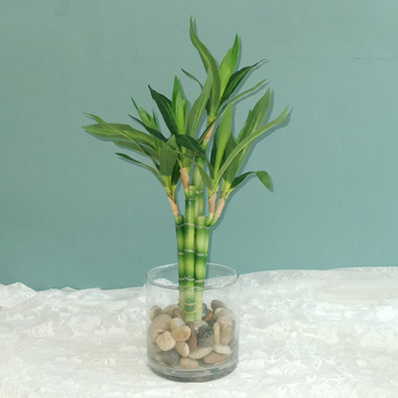 Mới 40Cm RFtificial May Mắn Tr - đánh giá và giá Snake Plant