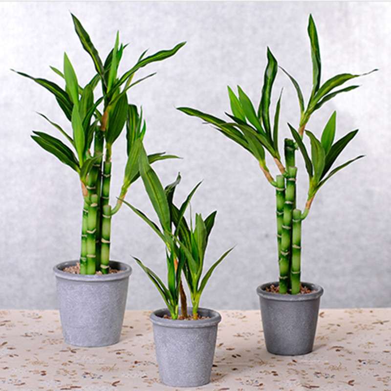 Mới 40Cm RFtificial May Mắn Tr - đánh giá và giá Snake Plant