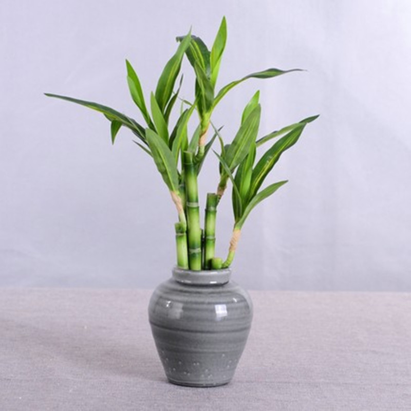 Mới 40Cm RFtificial May Mắn Tr - đánh giá và giá Snake Plant