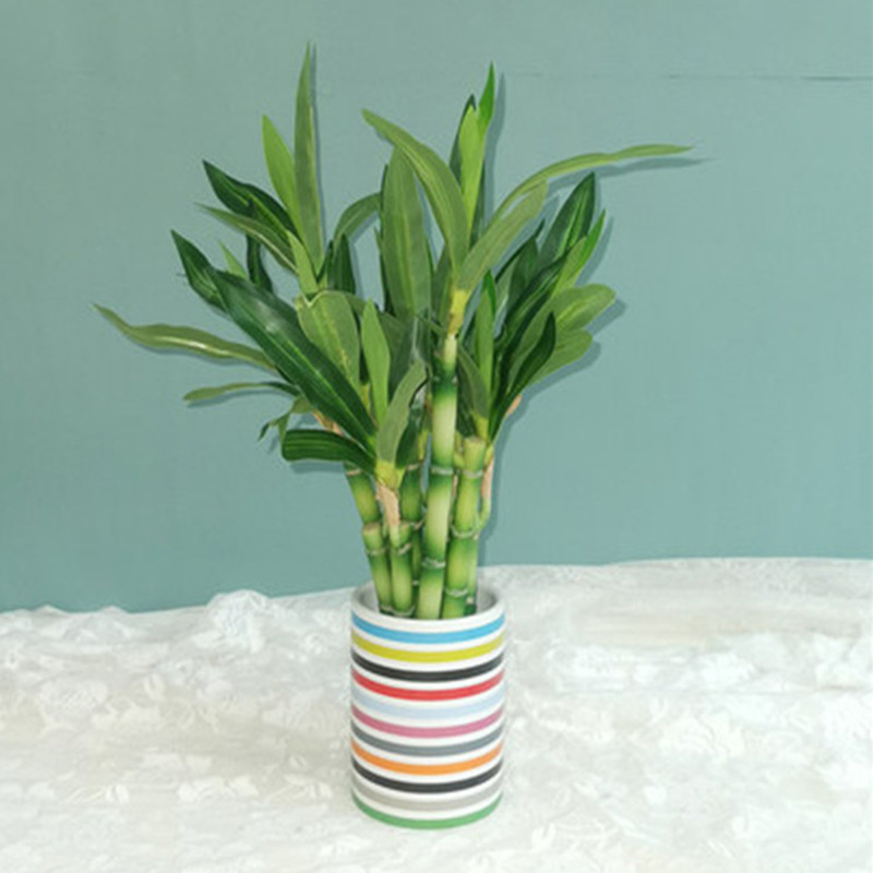 Mới 40Cm RFtificial May Mắn Tr - đánh giá và giá Snake Plant